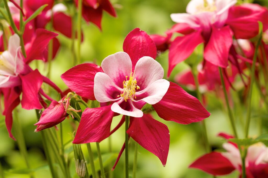 Akelei - Frühlingsblume