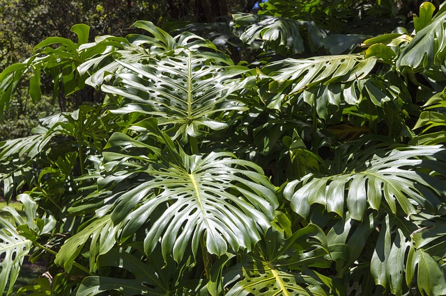 Philodendron in der Natur