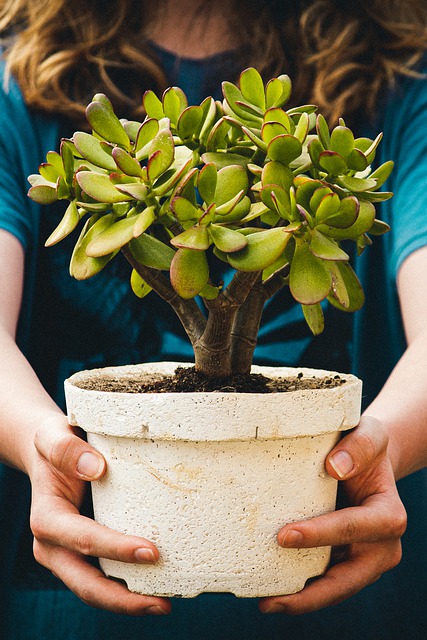 sukulenten bonsai - Crassula Ovata