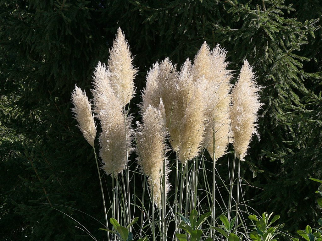 pampasgrass