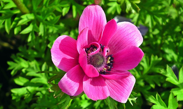 anemone rosa